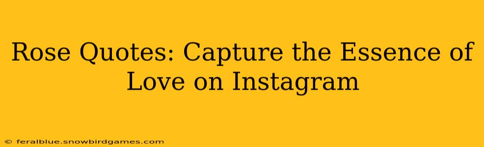 Rose Quotes: Capture the Essence of Love on Instagram