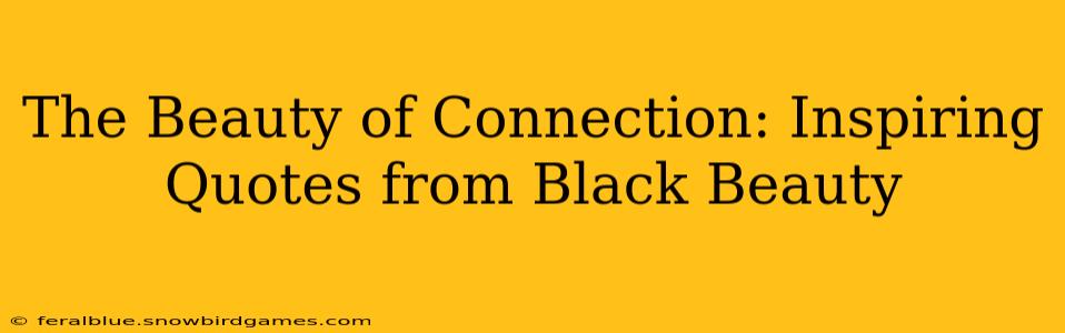 The Beauty of Connection: Inspiring Quotes from Black Beauty